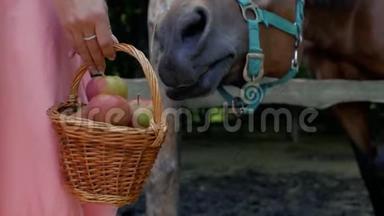 女孩手里拿着一篮子柳条苹果，靠近马。 女孩用苹果喂马。 4k. 4k视频